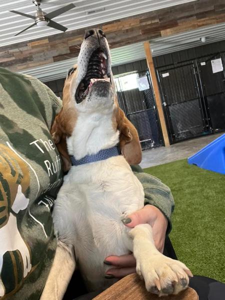 dog being held