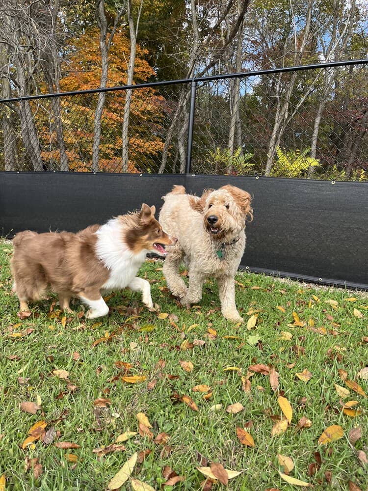 four dogs playing outside