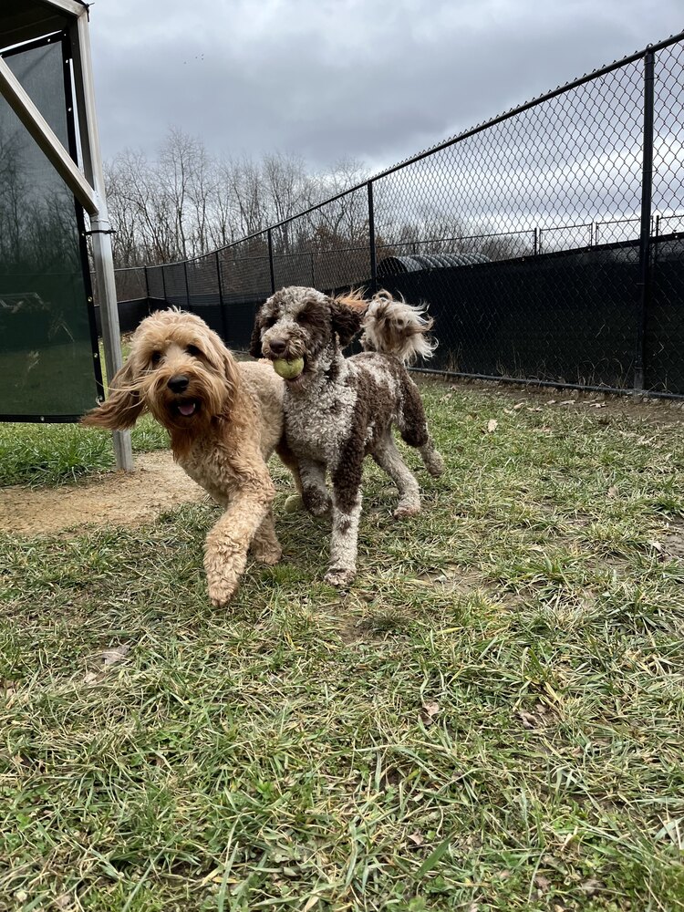 two dogs up close