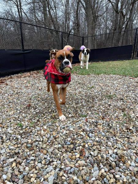 three dogs outside