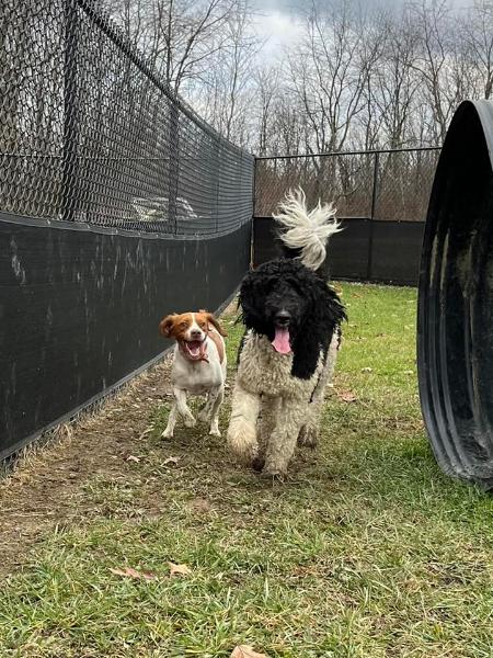 two dogs playing outside