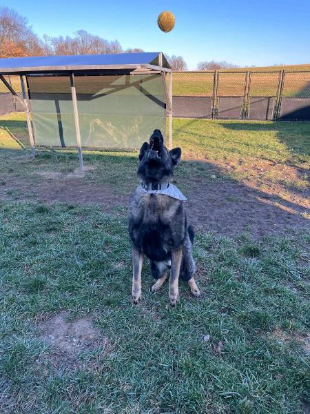 dog catching a ball