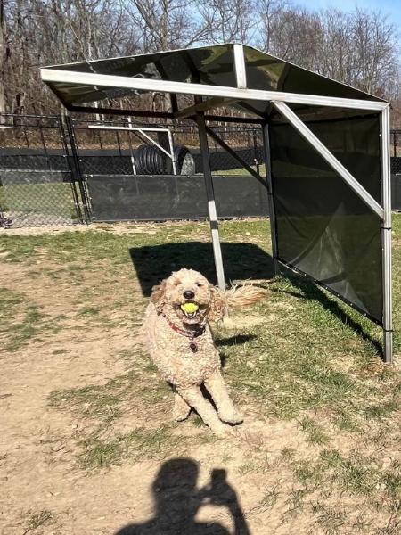 dog outside with a ball in mouth