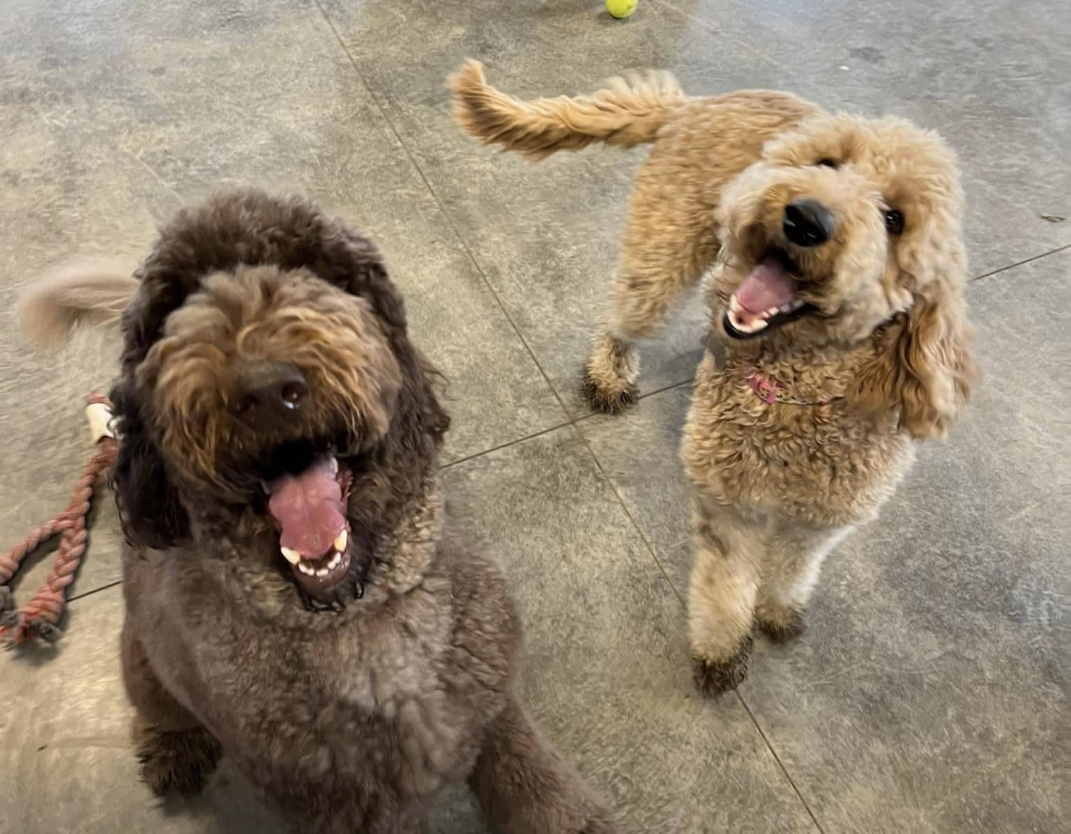 two dogs looking at camera