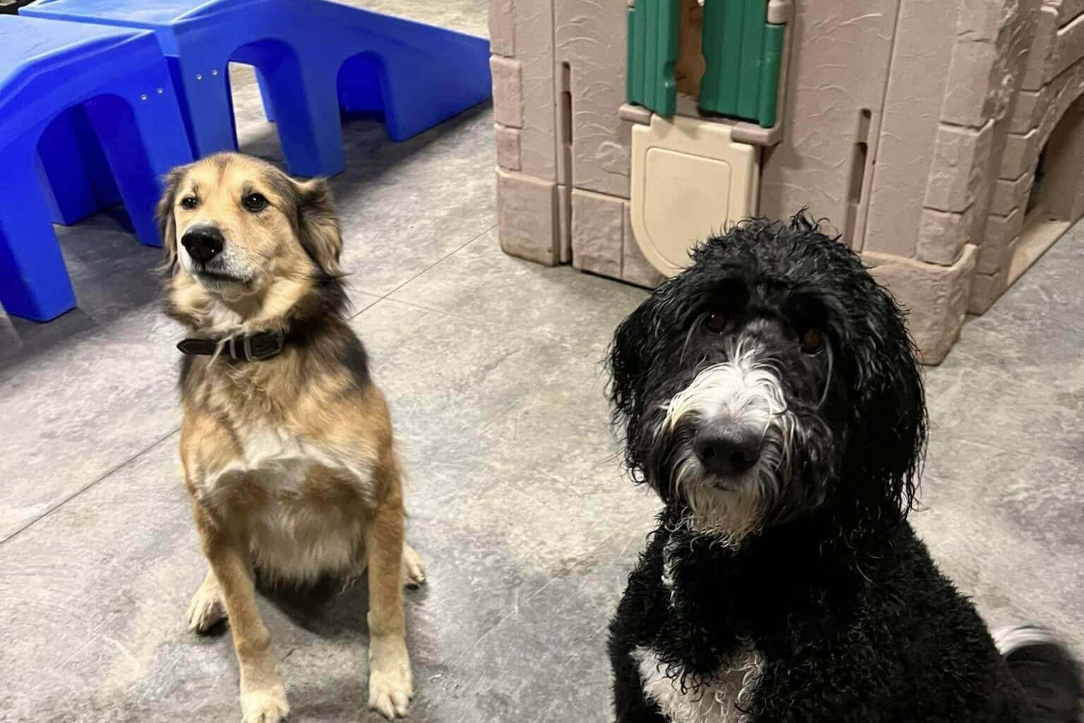 two dogs looking at camera